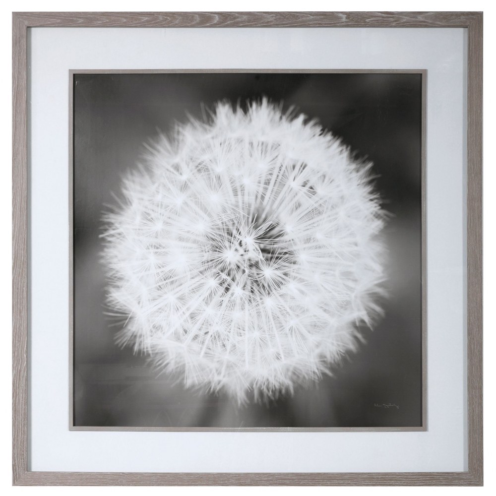 Uttermost-33711-Dandelion Seedhead - 53.75 inch Framed Print   Driftwood/White Matte/Black/White Finish