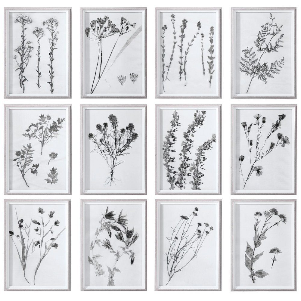 Uttermost-33713-Contemporary Botanicals - 22.13 inch Framed Print (Set of 12) - 16.13 inches wide by 1.75 inches deep   Black/White Finish