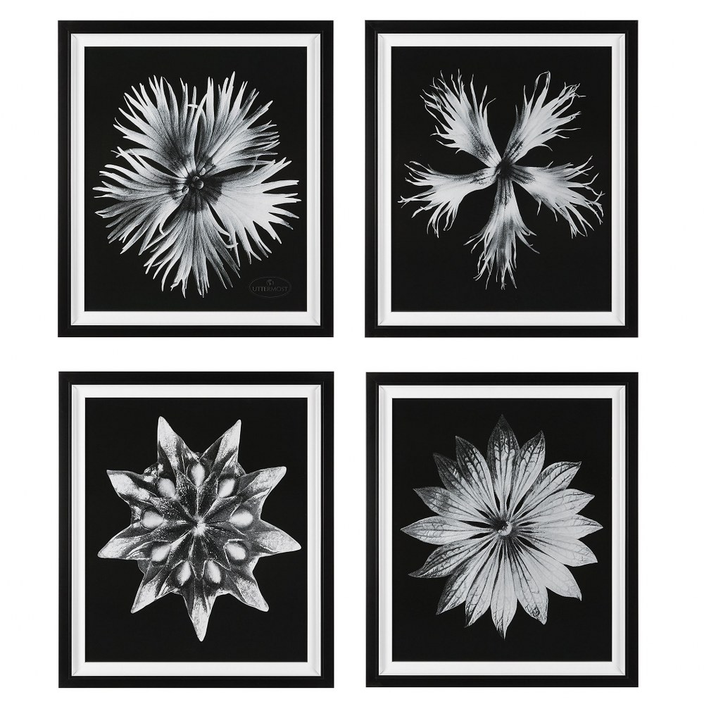 Uttermost-41427-Contemporary Floret - 28.13 Inch Framed Print (Set of 4)   Black/White Finish