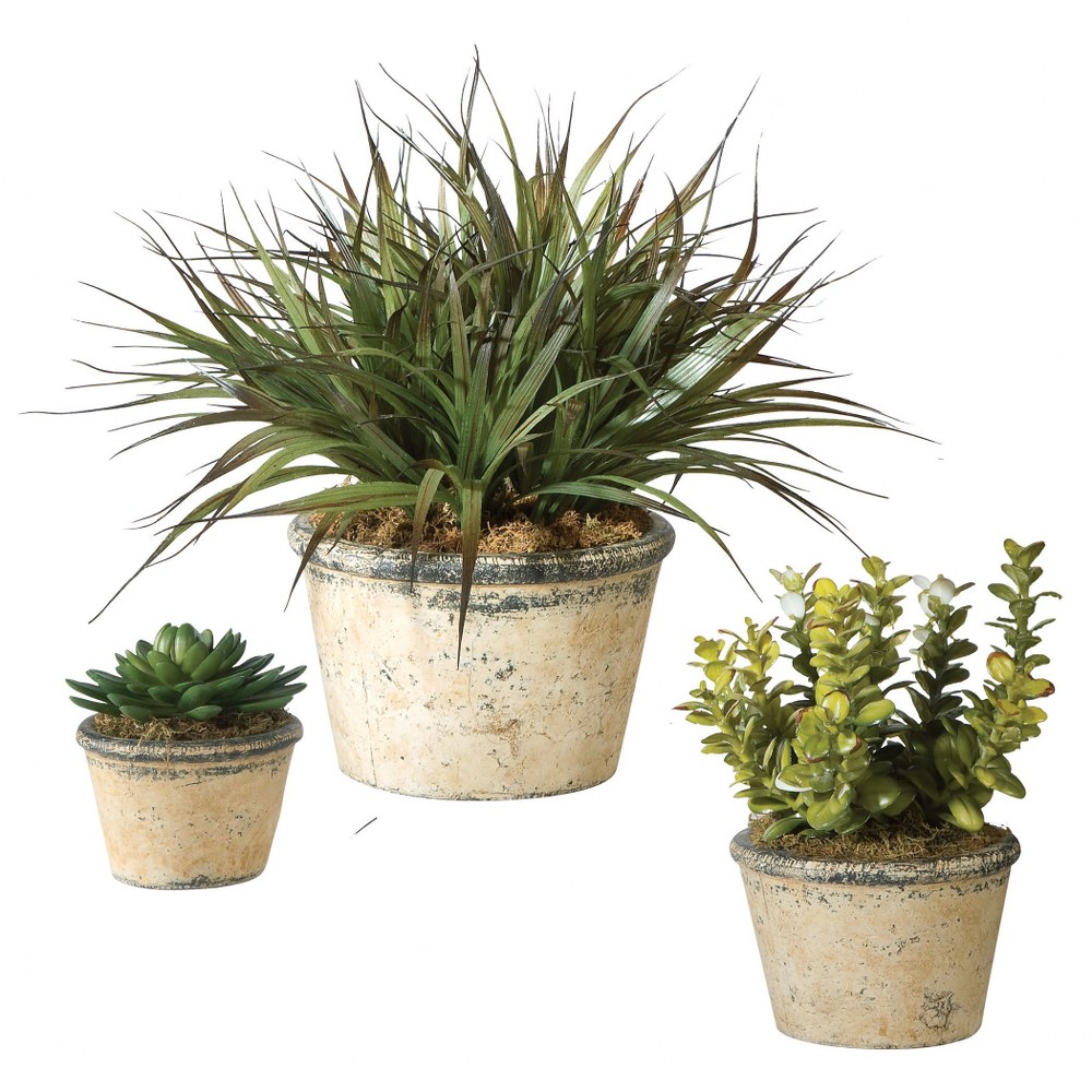 Uttermost-60115-La Costa Greenery - 18 inch Succulent (Set of 3) - 18 inches wide by 18 inches deep   Aged Ivory/Dark Gray/Light Tan Wash Finish